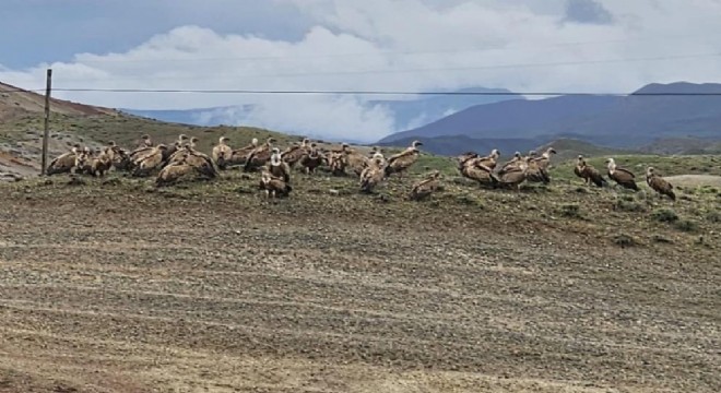  Kars yolunda akbaba sürüsü görüntülendi